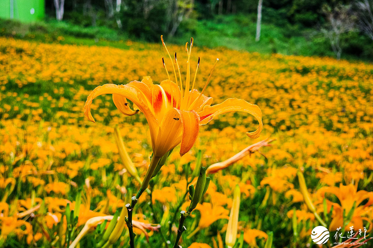 花蓮玉里赤科山-加蜜園