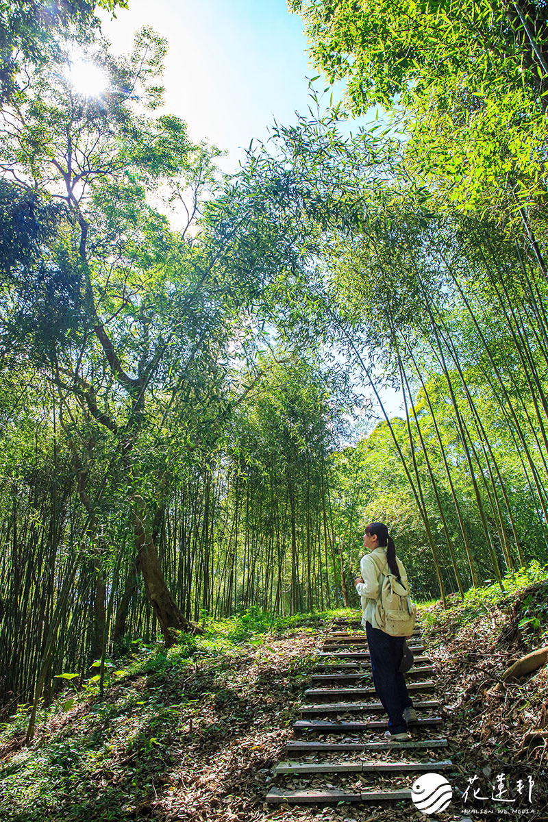 花蓮富里-羅山村竹林步道