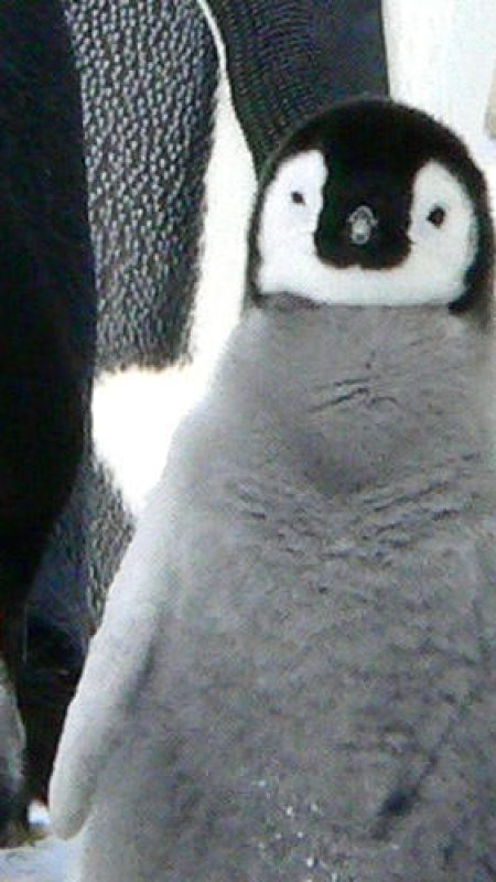 花蓮邦編輯-住在北極の企鵝寶寶