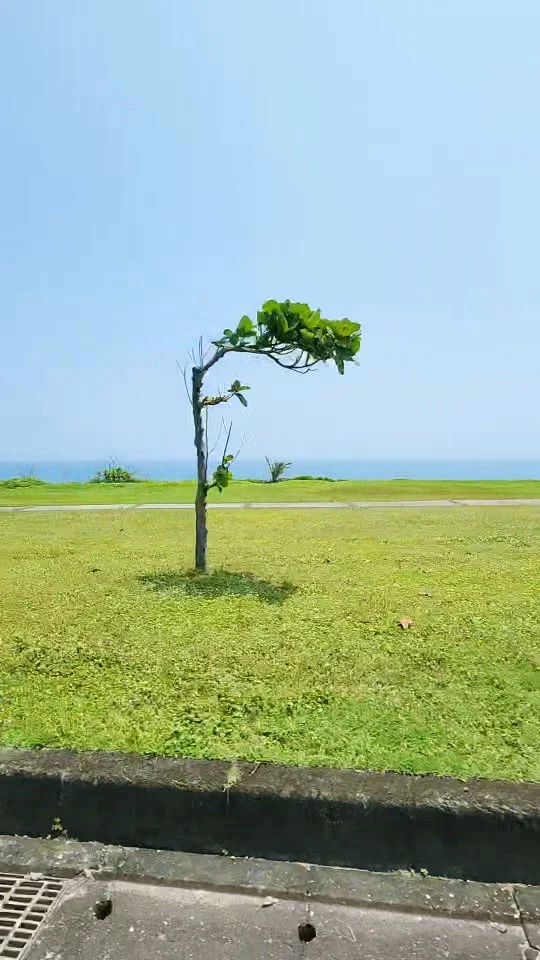 前方就是花蓮太平洋🌊

#花蓮藍 #花蓮的海 #花蓮海景 #花蓮海邊 #台11線